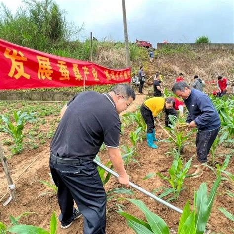 宋桂镇：蚕桑产业发展为乡村振兴添新绿农户资源种植