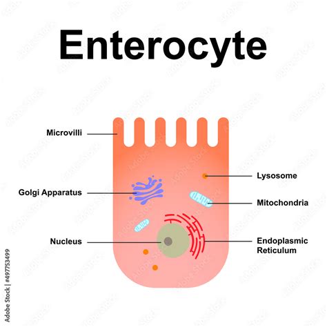 Vektorová grafika Scientific Designing Of Enterocyte Structure The