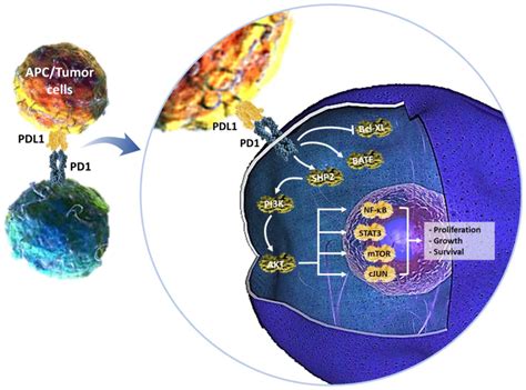 PDL1 PD1 Blockade In Breast Cancer The Immunotherapy Era Review