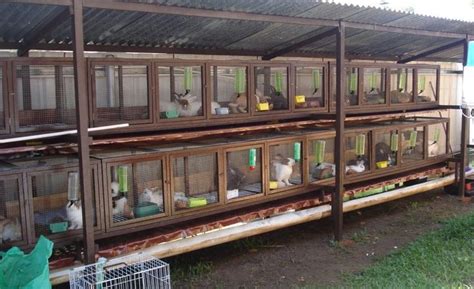 Housing is very essential in rabbit management – Jaguza Farm Support