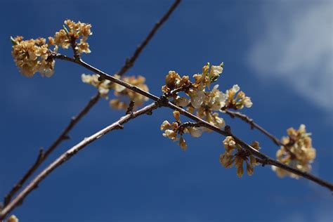 Free Images Tree Nature Branch Sky Sunlight Leaf Flower Food