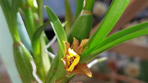 Παράξενα Φυτά 2 Oncidium croesus YouTube