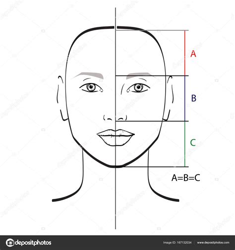 Perfect Face Proportions Template Vector Illustration Stock Vector ...