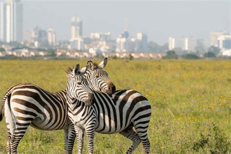 1 day Nairobi National Park Safari | Kenya Safari | Kenya Tour