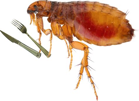 How to Manage a Flea Infestation