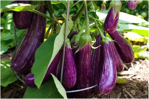 eggplant eggplant without worm wormless eggplant পক বগন পক