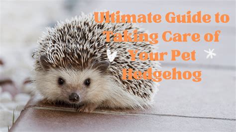 Pet Hedgehog Care - Everything About Hedgehogs