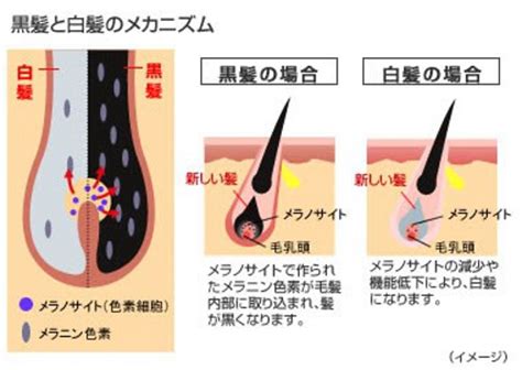 白髪対策テクニック＋白髪を見せて魅せる男になる方法を全て公開