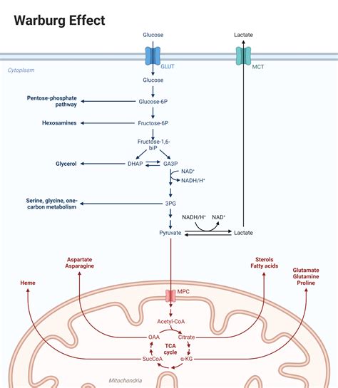 Warburg Effect | BioRender Science Templates