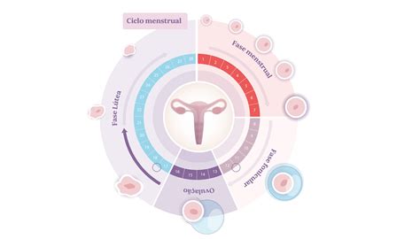 É Possivel Engravidar E Menstruar - É possível engravidar em dias "não férteis"? - Next Fertility