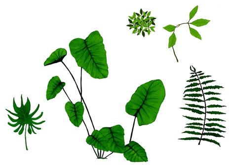 Jungle Plants Drawing at GetDrawings | Free download