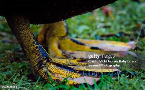 100 Duck Feet Prints Stock Photos High Res Pictures And Images