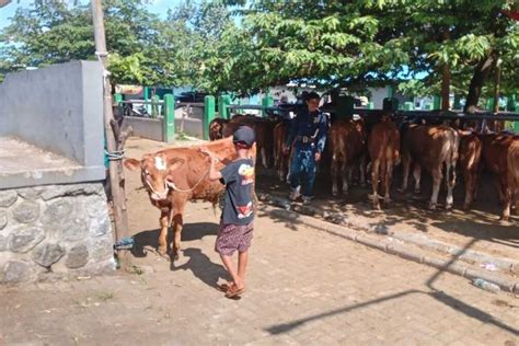 Imbas SE Bupati Malang Soal Penutupan Pasar Hewan Pedagang Sapi Di