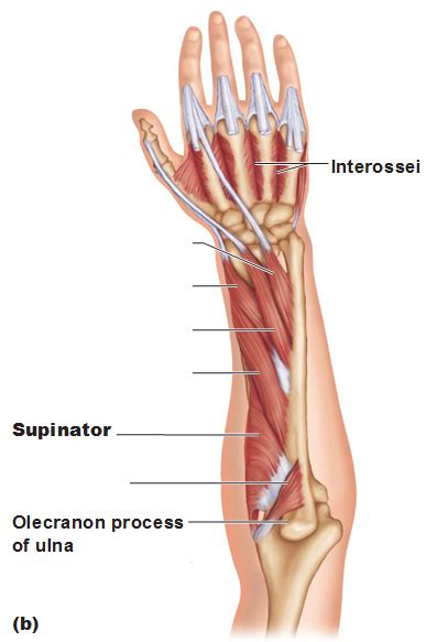 Muscles of the Forearm