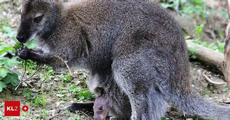 Herberstein Tierpark Freut Sich Ber Ersten K Nguru Nachwuchs