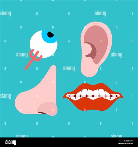 Human Sensory Organs Set Eyes And Nose Ears And Mouth Stock Vector