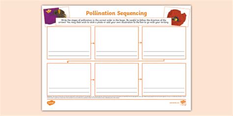 Pollination Sequencing Mind Map Lehrer Gemacht Twinkl