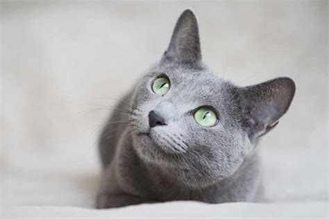 10 Blue-Gray Cat Breeds That Are Unique & Lovely