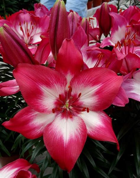 Asiatic Lily Jeffries Nurseries