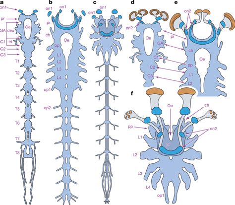 Nervous Systems Of Chelicerata Ac Reconstruction Of Great