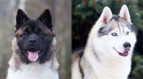 Akita Vs Siberian Husky Comparing Breed Differences And Similarities