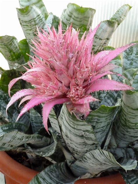 Here are our favorite flowering houseplants. Each one of these blooming houseplants have ...