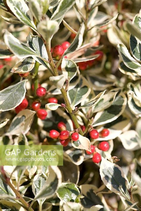 Rhamnus Alaternus A Stock Photo By Fhf Greenmedia Image