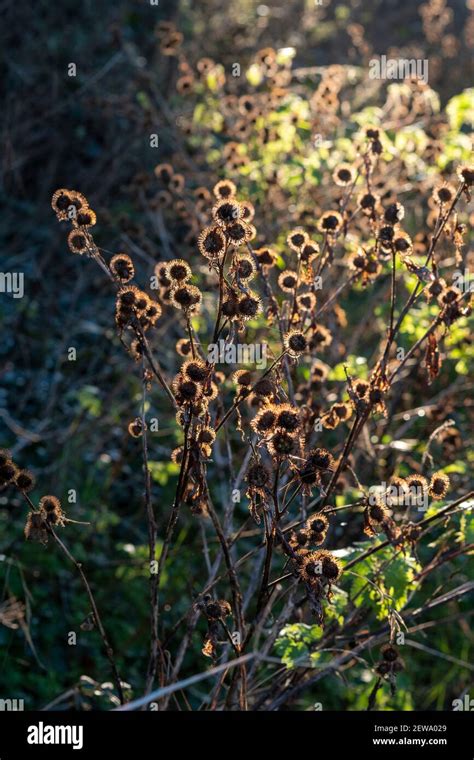 Burr Seed Hi Res Stock Photography And Images Alamy