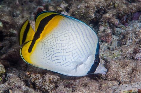 Poisson Papillon Vagabond Chaetodon Vagabundus Fiche Poissons