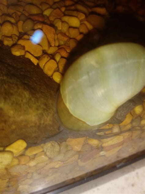 What S Wrong With My Snail S Shell R Aquaticsnails