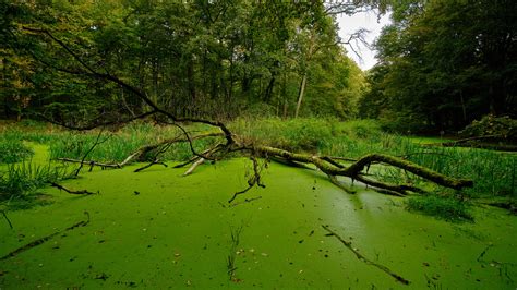 ArtStation - SWAMPS AND MARSHES PHOTO REFERENCE PACK 600 jpgs | Resources