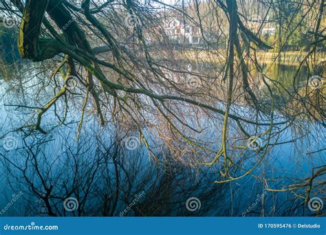 Reflections Of Branches In The Water At The Etang De Corot In Winter In