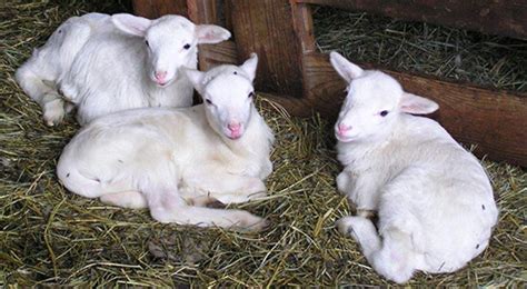 Sheep Management Duval County University Of Florida Institute Of