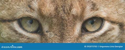 Lynx Eyes Looking Straight. Lynx Eyes Close Up Picture Stock Image ...