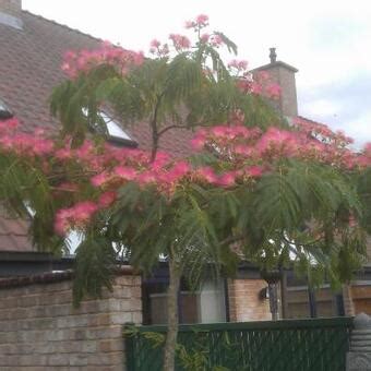 Slaapboom Zijdeboom Perzische Slaapboom Albizia Julibrissin