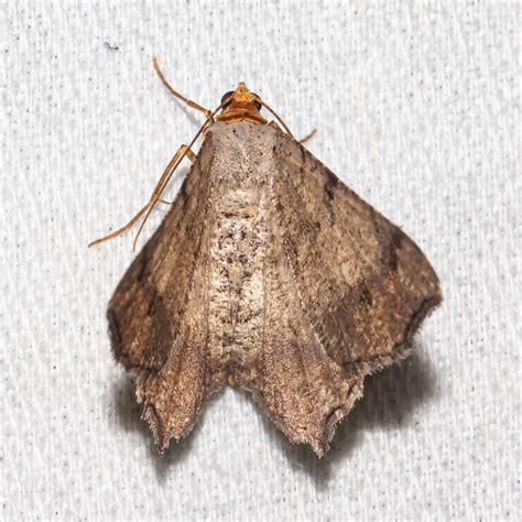 Maryland Biodiversity Project Bicolored Angle Moth Macaria Bicolorata