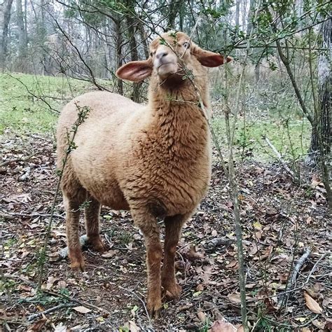 Tunis Sheep at Sheepcote Farm, Madison County, Georgia