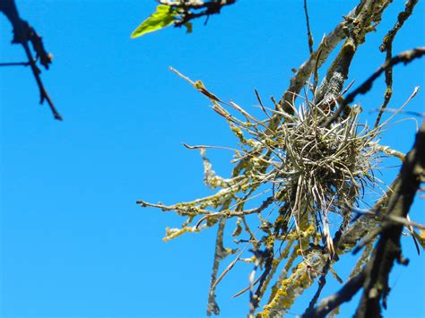 Paxtle Zweig Baum Kostenloses Foto Auf Pixabay Pixabay