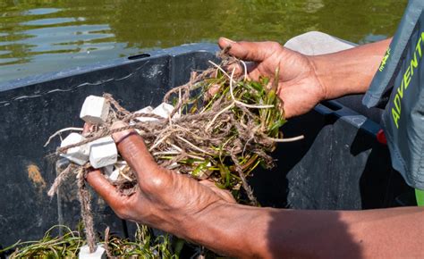 The next stage of Lake Apopka’s restoration is underwater - Florida ...