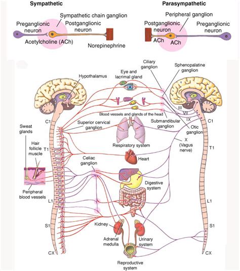 Neuroscience If Nerve Consists Of Many Axons Where Are Then Their