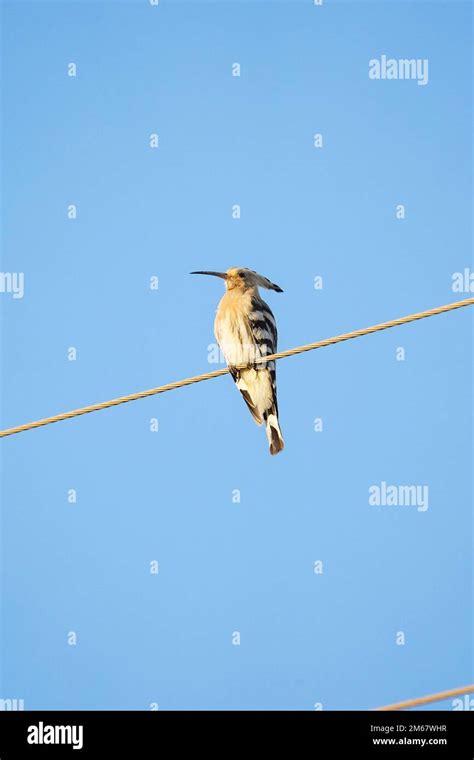 Pájaro hoopoe eurasiático sentado en un cable eléctrico con fondo de