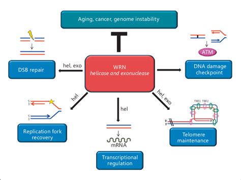 Proposed Roles Of WRN The Roles Of The Helicase Hel And Exonuclease