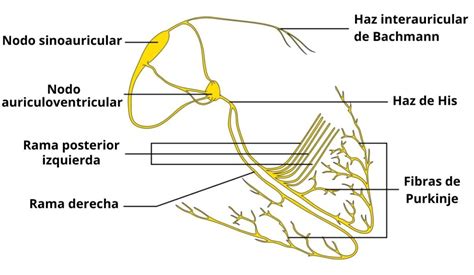 Fibras De Purkinje Concepto Histolog A Y Funci N