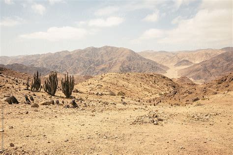 "Atacama Desert With Cactus And Mountains In Pan De Azucar Nation" by ...