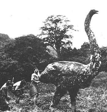 New Zealand's now extinct Moa - 3.6 m (12 ft) tall and 230 kg (510 lb ...