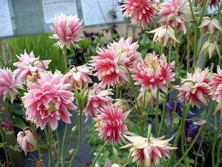 Аквилегия | Садовые цветы