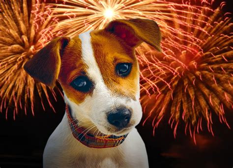 Silvester Auswirkungen Von Feuerwerk Auf Tiere Schweizer Tierschutz STS