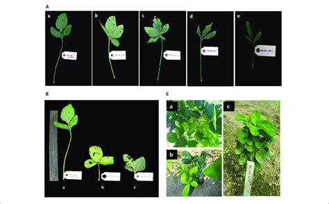 Phenotypic Variation On Leaf Morphology Observed In M Plants A