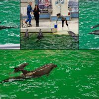 Primul pui de delfin născut în captivitate în România la Delfinariul