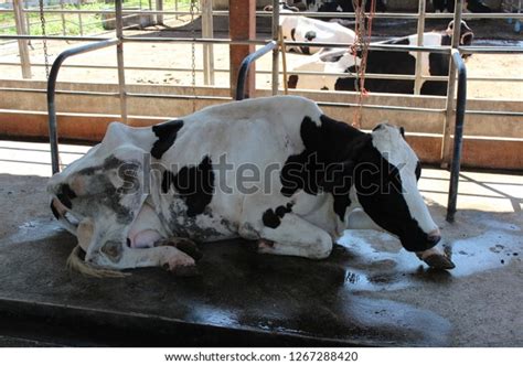 877 Sick Cow Stock Photos, Images & Photography | Shutterstock